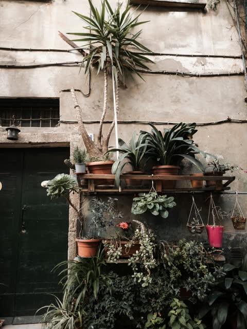 Monstera pot