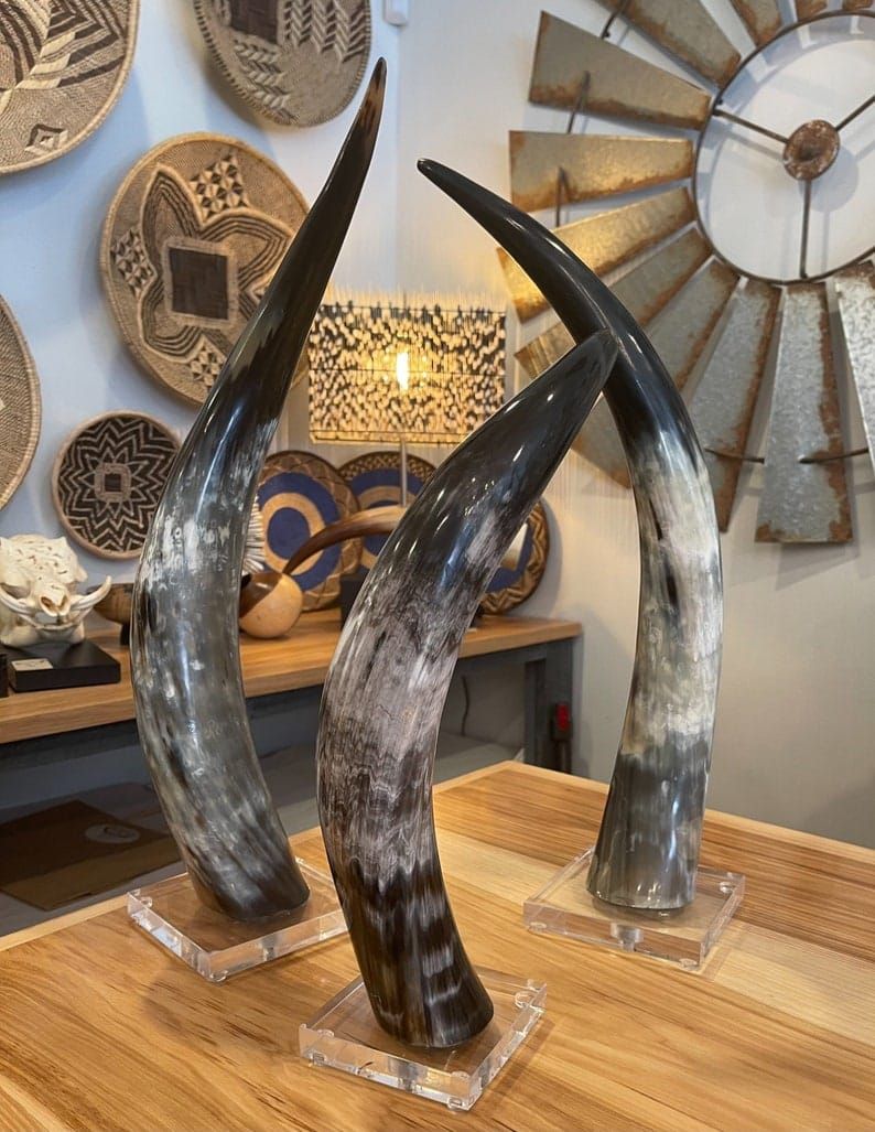 Corne africaine de grande taille, polie brillante. Objet décoratif artisanal